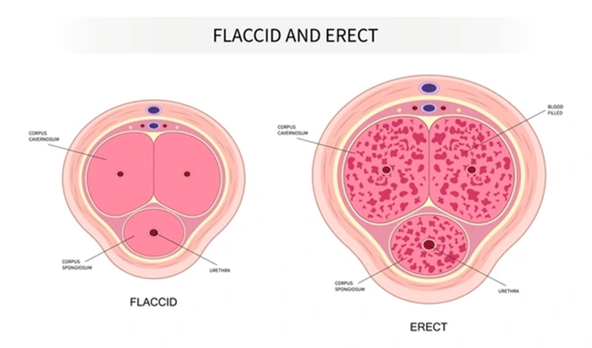 Physiology of an erection.